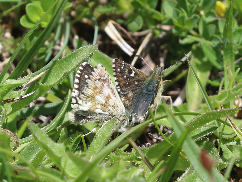 Hespérie de l'alchémille Hespérie de l'alchémille